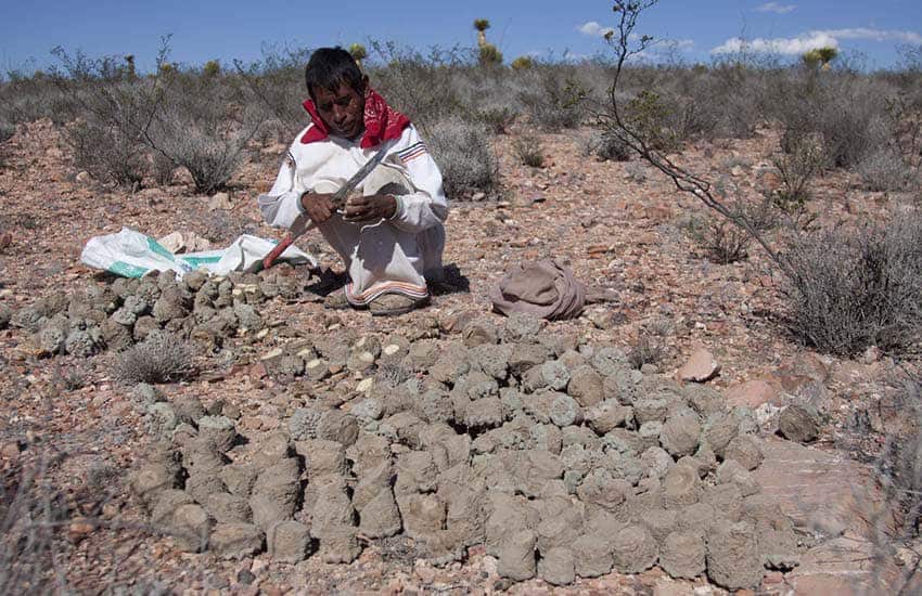 Wixarika collecting peyote at Wirikuta in San Luis Potosi, Mexico