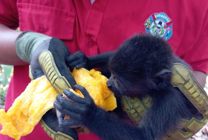 Volunteers are feeding monkeys to reduce their risk of heat stroke in the Mexican states of Veracruz, Tabasco, Campeche and Chiapas.