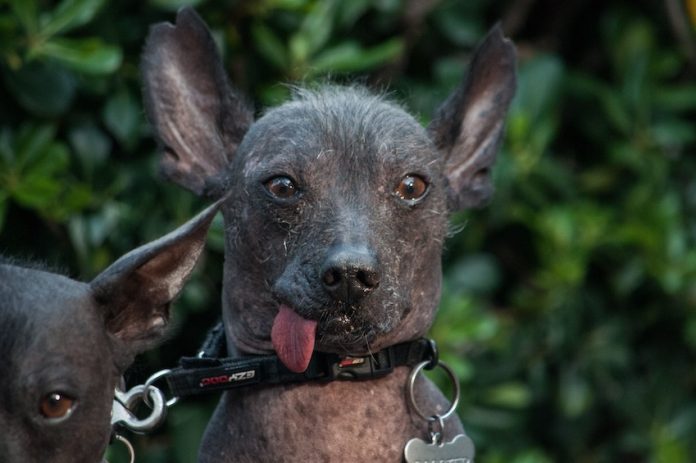 Xoloitzcuintle in Mexico City