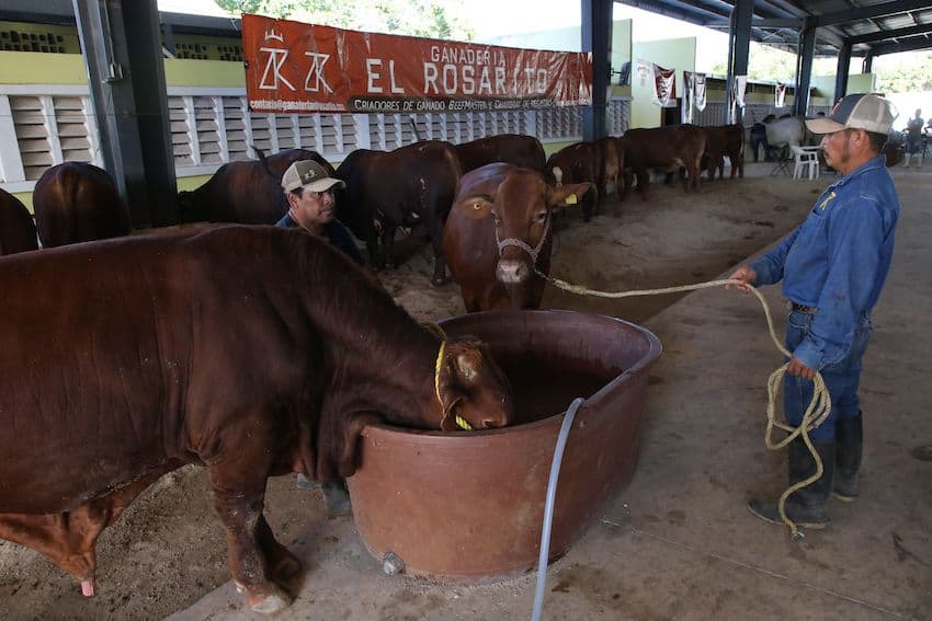 Livestock feeding