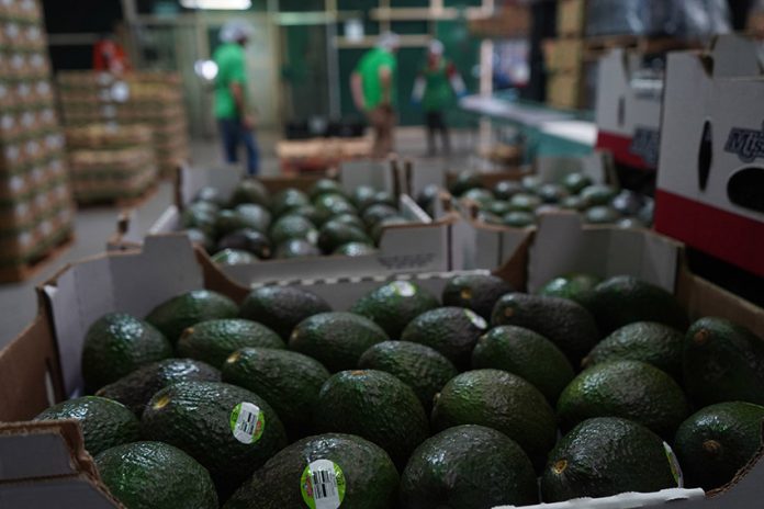 cinco de mayo avocados in mexico