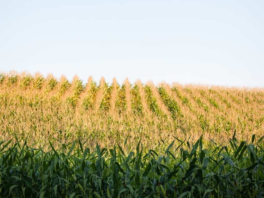 Field of corn