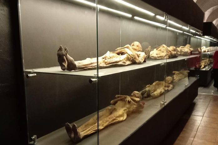 Mummified corpses in Guanajuato on display in glass cases at the Guanajuato Mummy Museum