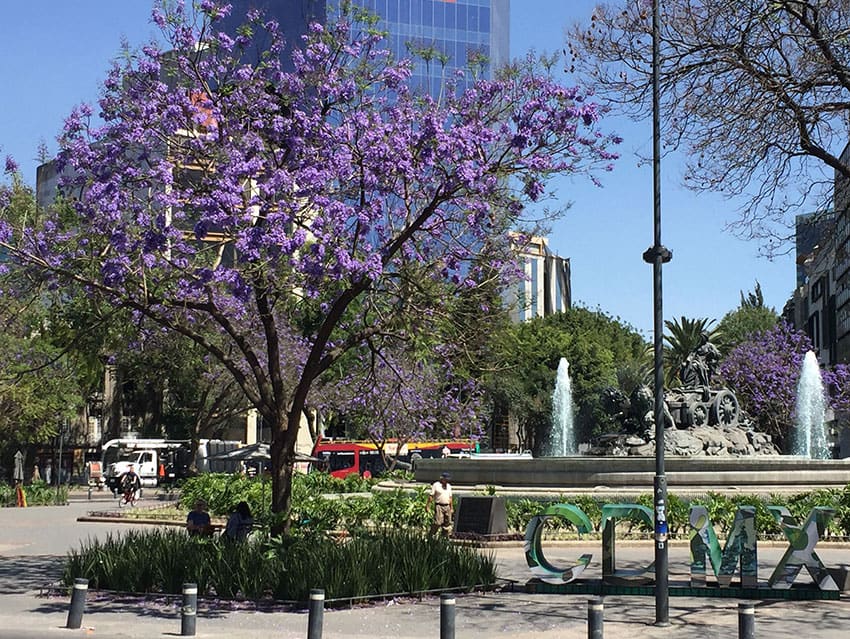 Jacarandas at the Glorieta de los Cibeles in Roma Norte