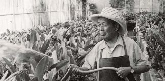 Tatsugoro Matsumoto watering plants