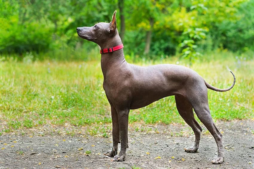 Xoloitzcuintle